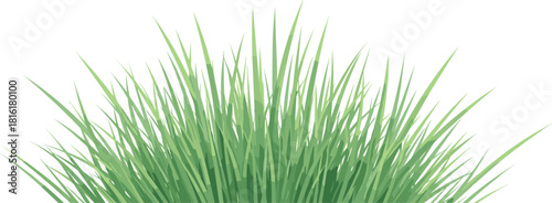 Lush green grass blades with detailed texture, perfect for natural backgrounds and ecological concepts