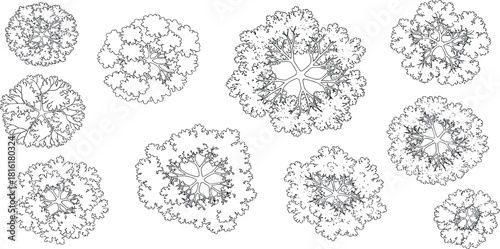 Top-down view of various trees rendered in a stylized black and white line art illustration style