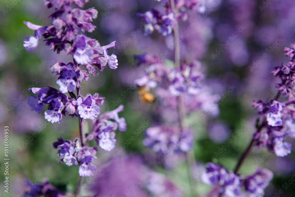 Fototapeta premium Bright purple flowers with delicate white accents bloom in a garden, attracting bees as they gather nectar under a clear blue sky. The scene is vibrant and full of life