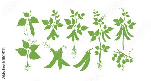 Legume plants (like common bean, soybean, lentil, pea, and chickpea). A collection of hand-drawn vector illustrations showcasing different legume plants against a white background.

