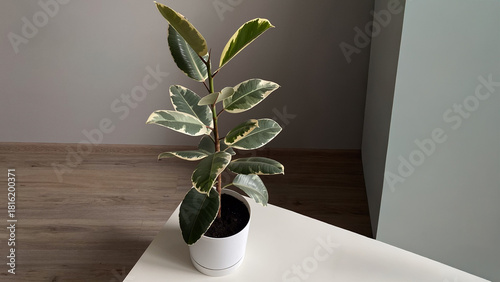 Variegated Ficus Plant on Modern White Table in Minimalist Interior