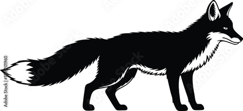 Black fox illustration standing, side view, isolated on white.