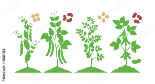 Legumes are plants featuring ripe fruits that grow from the soil, all isolated on a white background.
