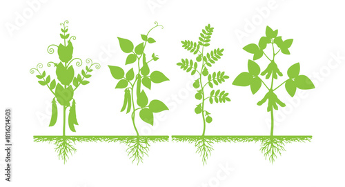 Legumes are plants that have ripe fruits growing from the soil, set against a white background.
