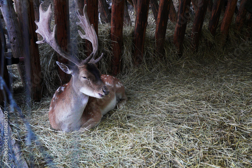 A spotted deer in an enclosure chews dry grass