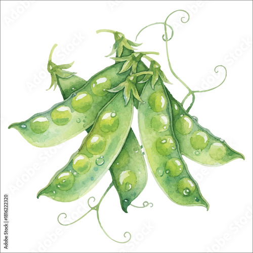 Watercolor Snow Peas Illustration on White Background
