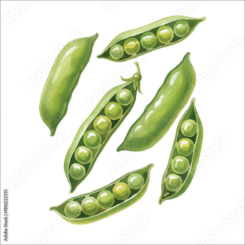 Watercolor Peas in Pod Illustration on White Background
