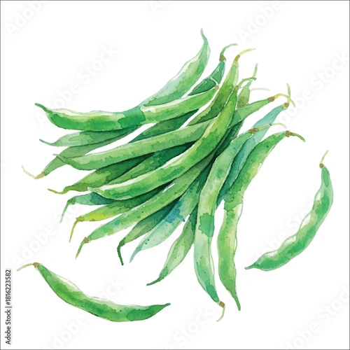 Watercolor Green Beans Illustration on White Background
