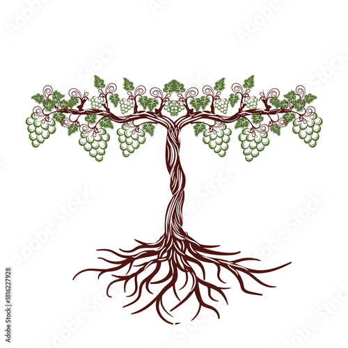 Illustration of a grapevine with green grapes isolated on, showcasing its twisted trunk, roots, leaves, and fruit in a stylized design