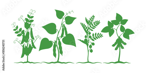 Leguminous plants with mature fruits growing from the earth, isolated on a white background. The features mature Pea, Common bean, Chickpea, and Soybean plants, complete with pods and green foliage.