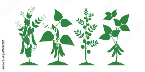 Legume plants bearing ripe fruits emerging from soil, set against a white background. Mature specimens of Pea, Common bean, Chickpea, and Soybean, featuring pods and lush green foliage.
