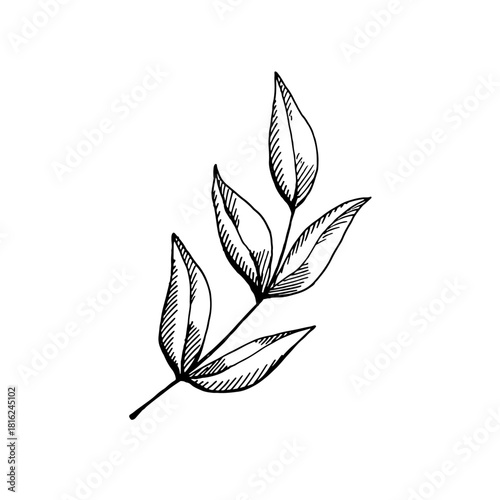 Elegant hand-drawn botanical branch in vintage ink style. Thin lines, hatching and natural shapes create a refined floral illustration suitable for coloring pages, botanical designs, packaging, logos