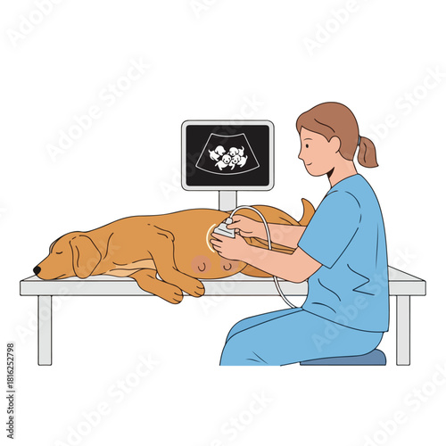 Pregnant Dog Ultrasound with Vet, Illustration