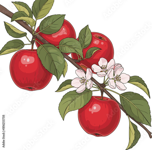 Create a apple tree branch vector art with white background
