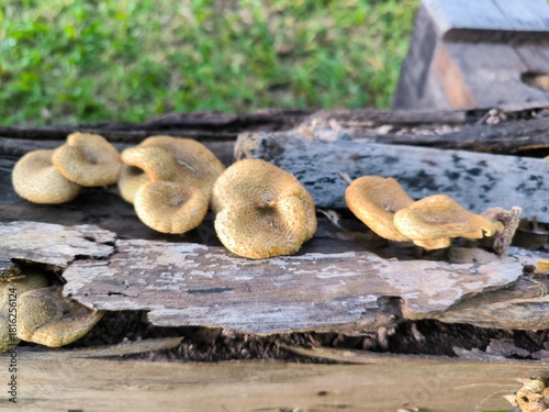 Mushrooms growing on old logs