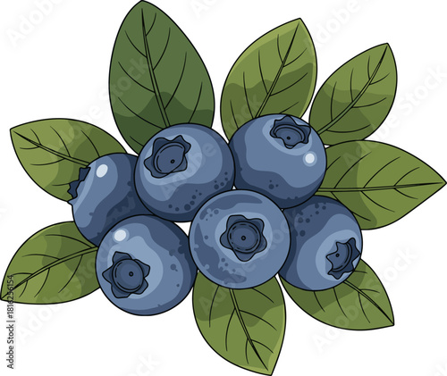 Create a fresh blueberries with leaves vector art with white background..