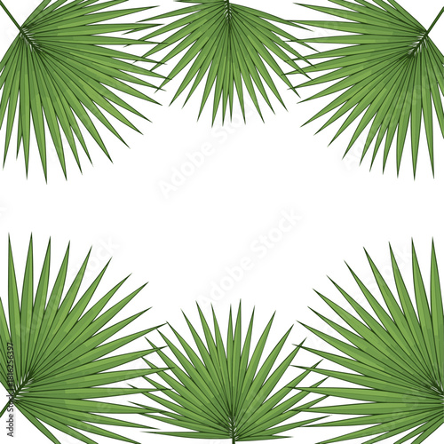 Create a Fresh green palm tree leaves vector art with white background.