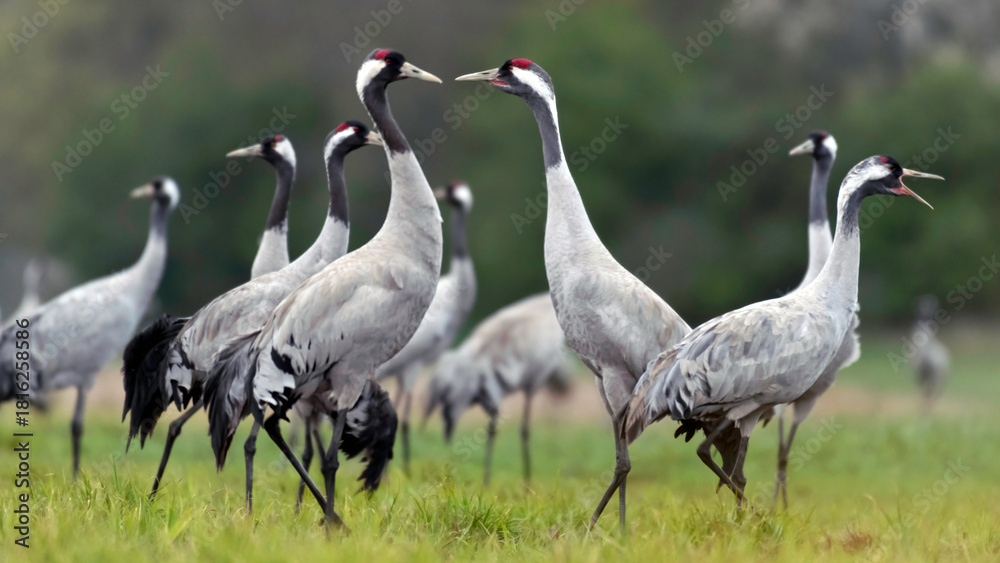 Naklejka premium Common crane (Grus grus) in the wild. Early morning on swamp erens.