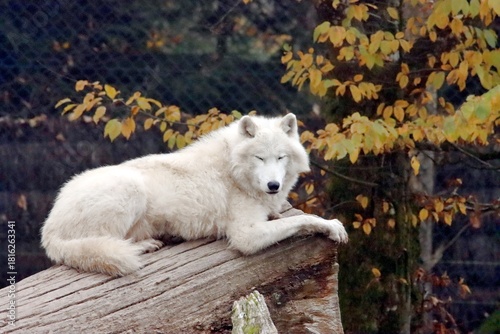 loup