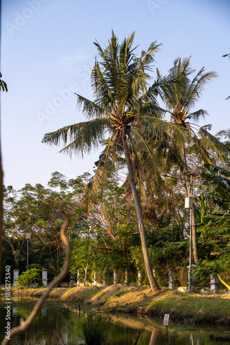 Coconut trees with lush green leaves alongside other greenery by a calm pond in a peaceful atmosphere.

