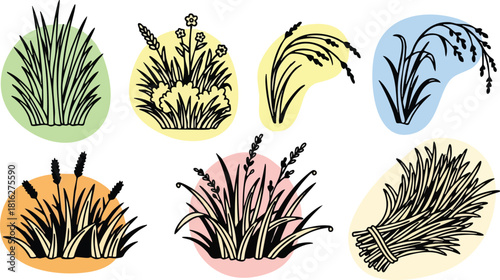 Various hand drawn rice plants with grains and stalks on colored backgrounds vector illustration