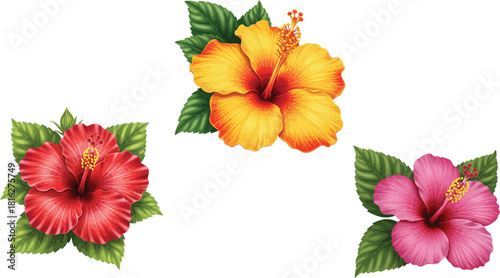 Tropical hibiscus flowers in red yellow and pink colors