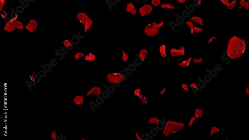 Super slow motion of falling rose petals on clear black background . Filmed on high speed cinema camera at 1000 fps