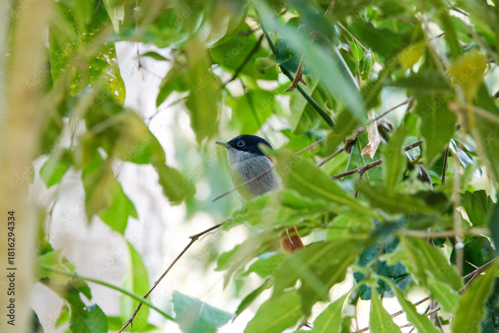 Obraz premium Tchitrec des Mascareignes / Terpsiphone de Bourbon /Gobe-mouche de paradis de la Réunion / Oiseau la Vierge / Terpsiphone&nbsp;bourbonnensis