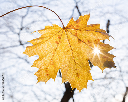 yellow maple leaf