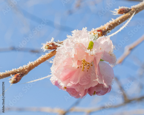pink cherry blossom frozen flower