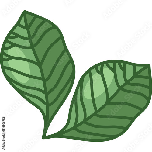 Two Green Leaves with Dark Green Outlines on a Transparent Background Simple Botanical Illustration
