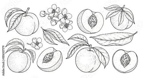 A collection of hand-drawn illustrations featuring ripe peaches and delicate peach blossoms with leaves