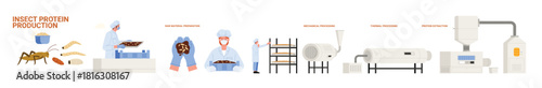 Insect and bug protein food production in industry, manufacturing stages set. Preparation of raw material by workers, automation processing line of protein extraction cartoon vector illustration
