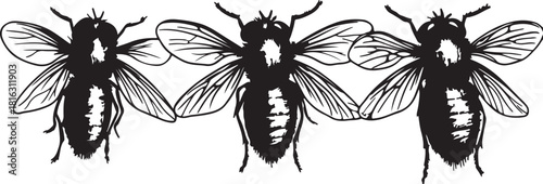 Black and white butterfly vector insect isolated on a white background with wings and closeup detail