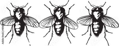 Black and white butterfly insect isolated macro closeup on white background with wings