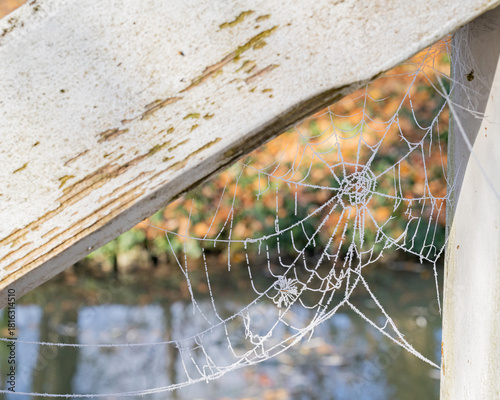 spider on web