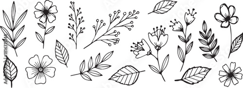 Hand-drawn floral elements featuring flowers leaves and branches perfect for wedding invitations and botanical designs