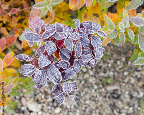 autumn leaves in the snow