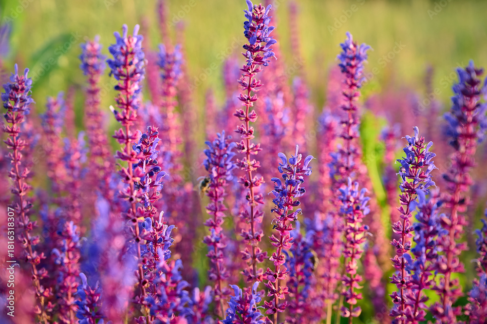 Fototapeta premium Purple sage flowers blooms in the summer meadow.