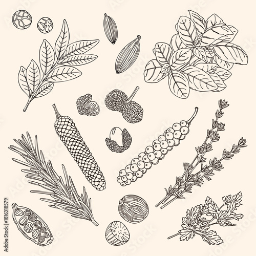 Hand-Drawn Spice Herb Vector Set: Thyme, Green Peppercorns, Nutmeg, Cardamom, Cumin, Bay Leaf, Pink Peppercorns, Black Peppercorns, Long Pepper, Rosemary, Sichuan Peppercorns, Basil, Parsley