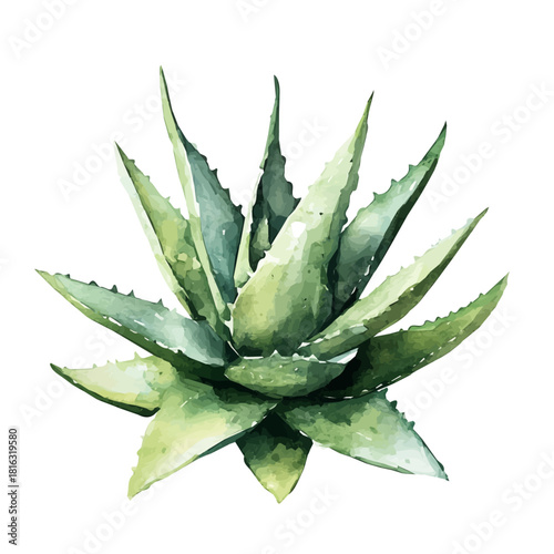 Watercolor_style_painting_of_a_aloe_vera_plant_on_a_white, Hand-painted watercolor design, vectorized, painting style, vector set available in EPS format