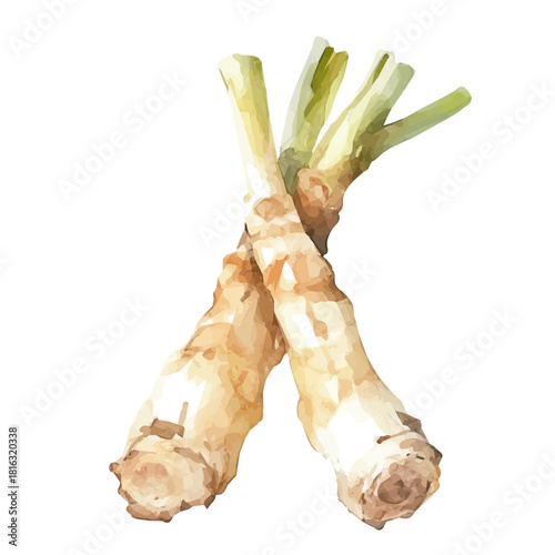Watercolor_style_painting_of_a_galangal_root_on_a_white_Hand-painted watercolor design, vectorized, painting style, vector set available in EPS format