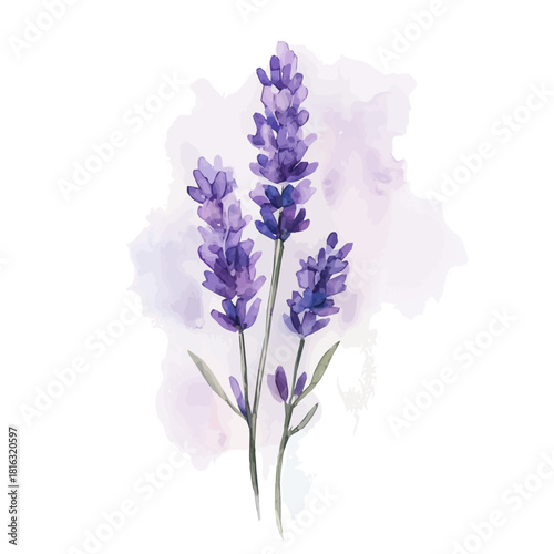Watercolor_style_painting_of_a_lavender_flower_on_a_white, Hand-painted watercolor design, vectorized, painting style, vector set available in EPS format