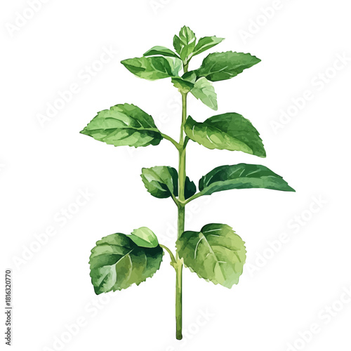 Watercolor_style_painting_of_a_lemon_balm_plant_on_a_white, Hand-painted watercolor design, vectorized, painting style, vector set available in EPS format