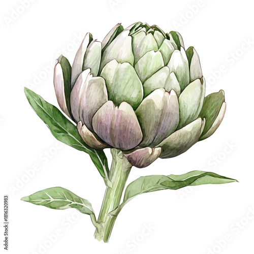 Watercolor_style_painting_of_fresh_artichoke_on_a_white_Hand-painted watercolor design, vectorized, painting style, vector set available in EPS format