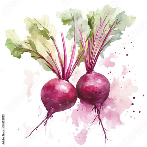 Watercolor_style_painting_of_fresh_beet_on_a_white_background, Hand-painted watercolor design, vectorized, painting style, vector set available in EPS format