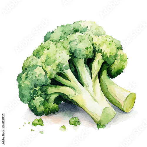Watercolor_style_painting_of_fresh_broccoli_on_a_white__Hand-painted watercolor design, vectorized, painting style, vector set available in EPS format