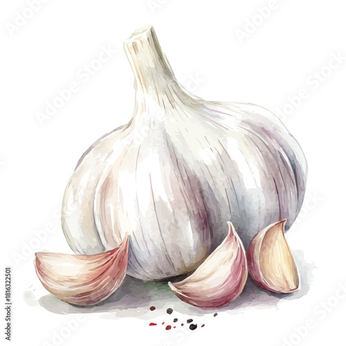 Watercolor_style_painting_of_fresh_garlic_on_a_white_Hand-painted watercolor design, vectorized, painting style, vector set available in EPS, simple design