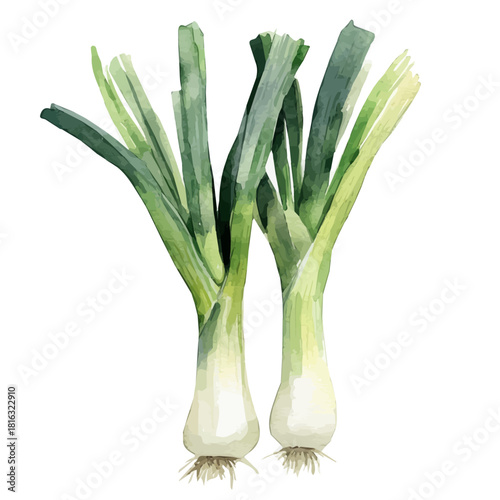 Watercolor_style_painting_of_fresh_leek_on_a_white_Hand-painted watercolor design, vectorized, painting style, vector set available in EPS, simple design