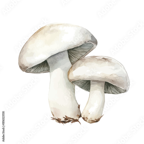 A Watercolor_style_painting_of_fresh_mushroom_on_a_white_Hand-painted watercolor design, vectorized, painting style, vector set available in EPS, simple design
